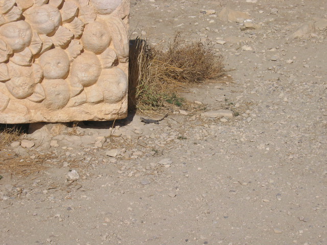 Temple Of Bel