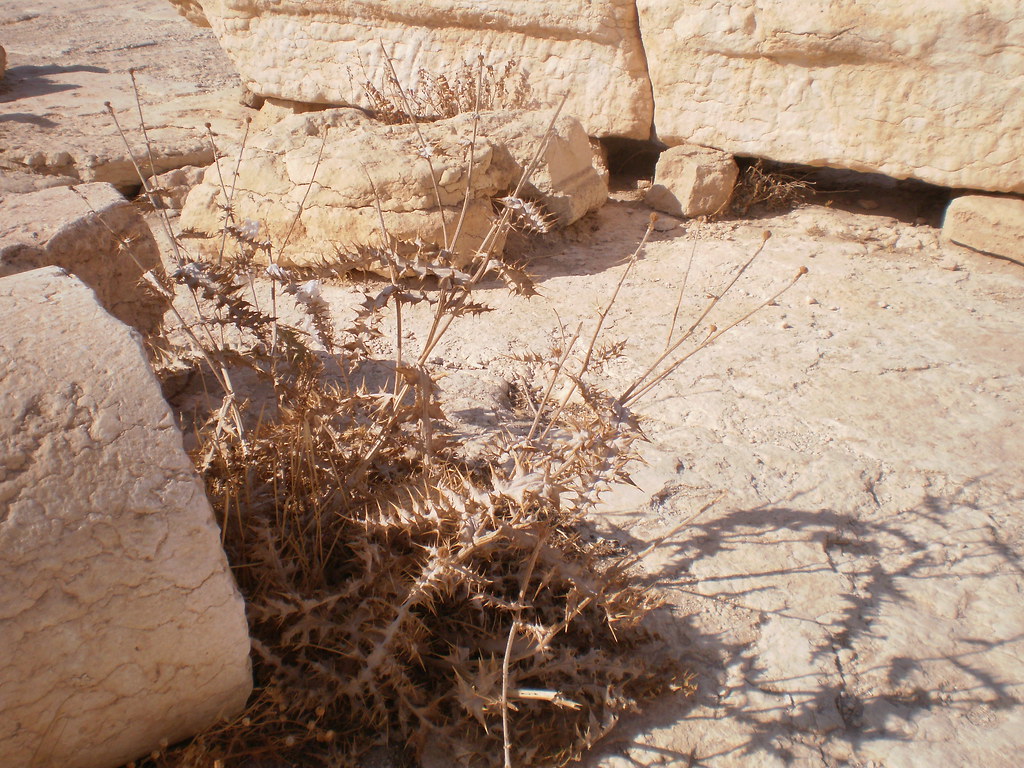Temple Of Bel