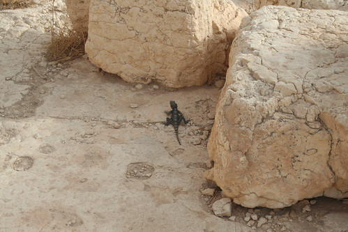 Palmyra - Temple of Bel - a good lizard