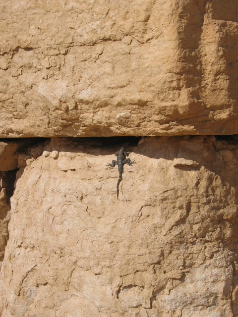 Temple Of Bel