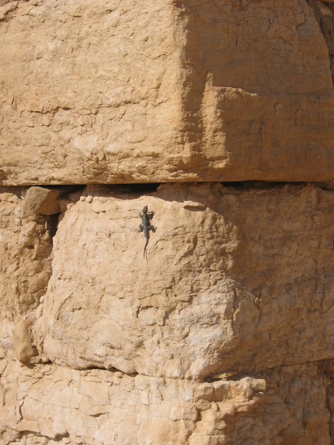 Temple Of Bel